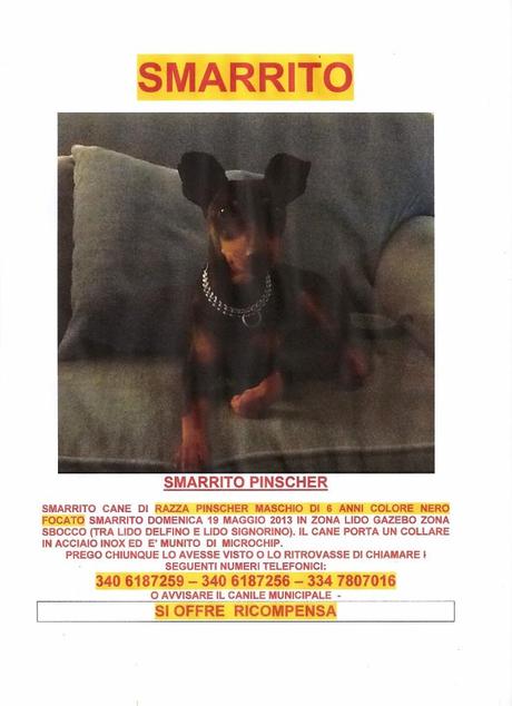 Chi l'ha visto? Si cerca un cagnolino smarrito a Marsala Chi l'ha visto? Si cerca un cagnolino smarrito a Marsala