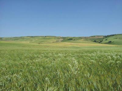 Una giornata nelle campagne pugliesi con Alce Nero e Casafacile