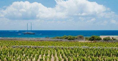  ...Davanti al mare, con un vigneto alle spalle