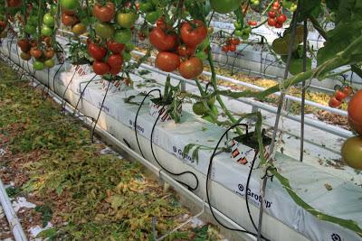 pomodori in idroponica