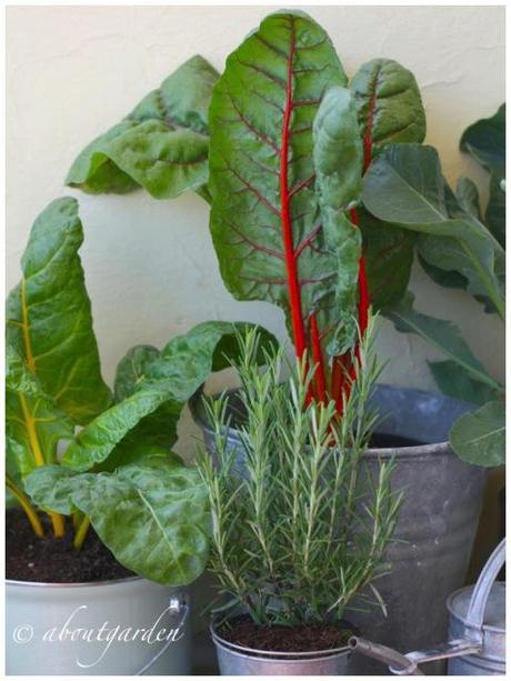 Fare in Famiglia orto bio sul balcone