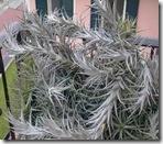 tillandsia