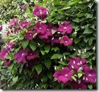 clematis