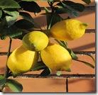 limone