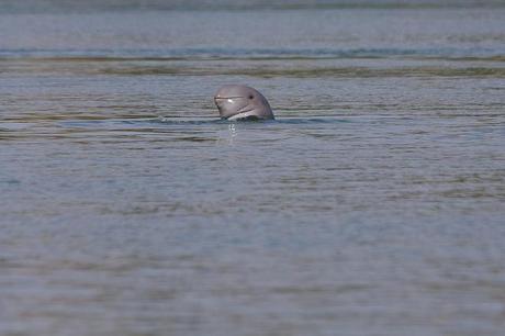 Un orcaella brevirostris, o delfino dell'Irrawaddy (foto di karma-police)