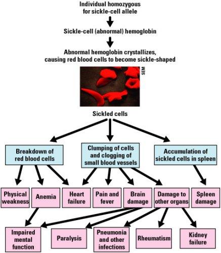 Pleiotropia