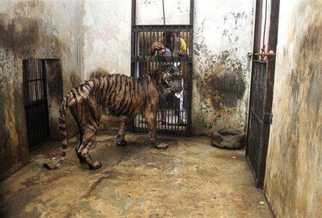 L'olocausto animale nello zoo indonesiano di Surabaya - Polmoniti, tubercolosi e malattie gravi stanno decimando gli animali