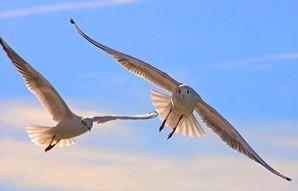 Amore e libertà di Lidia Fassio Amore e libertà di Lidia Fassio