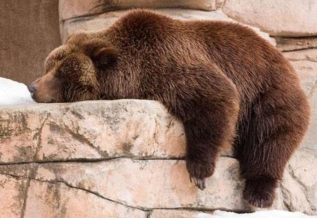 L'orso scoppiato del mercoledì