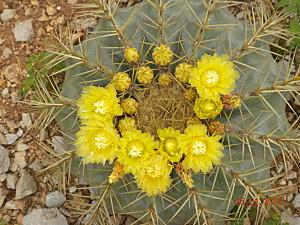 Fiore ferocactus glaucescens