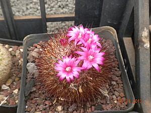 Corona fiori mammillaria