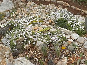 Giardino roccioso fiori