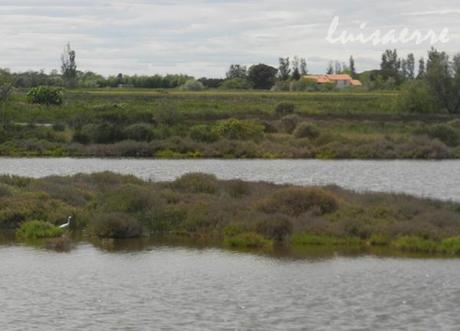 I COLORI DELLA CAMARGUE