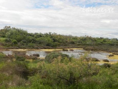 I COLORI DELLA CAMARGUE