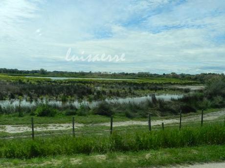 I COLORI DELLA CAMARGUE