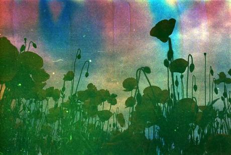 Rainbow Poppies (on Soapy Film by Mustolina) #1