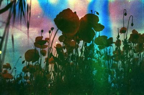 Rainbow Poppies (on Soapy Film by Mustolina) #1