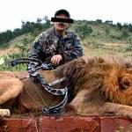 Sudafrica, leoni allevati per la “caccia in scatola” (video) Sudafrica, leoni allevati per la “caccia in scatola” (video)