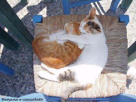 gatti greci, Kos gatti greci, Kos