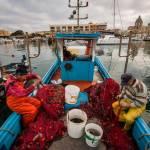 Italian Artisanal Fishermen in SicilyReti da posta fisse vengono ripulite dopo la pesca