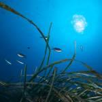 Sea Grass in the Mediterranean Sea10