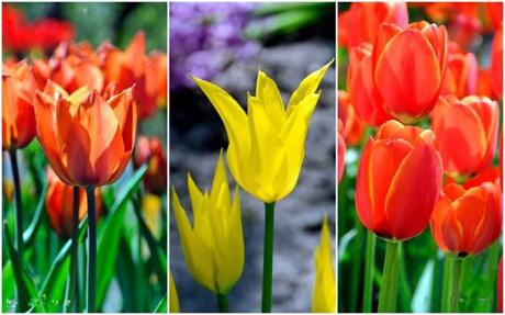 The beauty of Tulip