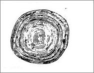 Fig. 2: Disegno di una scaglia cicloide