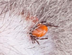Estate 2013: è allarme zecche, il morso può creare encefaliti, malattia di Lyme ed altri seri disturbi