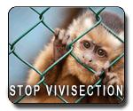 Stop Vivisection Day: 15 giugno 2013