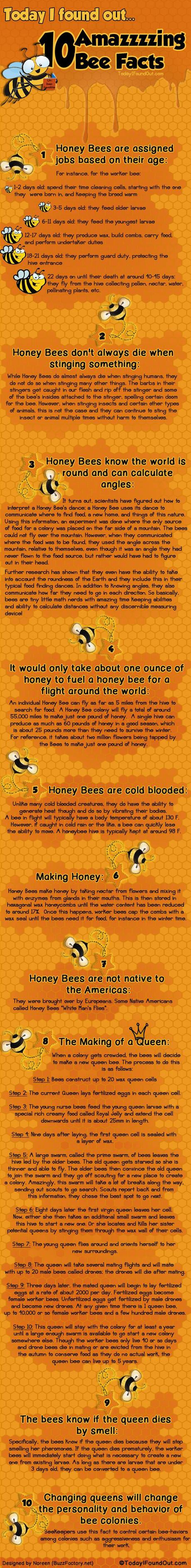 Cosa mi sapete dire a proposito delle api? [Infografica]