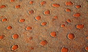 Cerchi delle fate in Namibia: scoperta la vera causa, sono le termiti