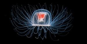 La medusa immortale: immune da malattie od infermità senile, eternamente giovane e sana