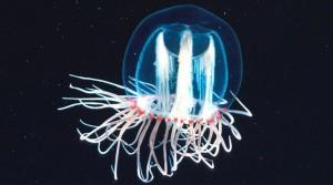 La medusa immortale: immune da malattie od infermità senile, eternamente giovane e sana