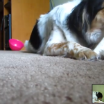 Il gattino prova a sfilare per gioco l’osso al cane (video) Il gattino prova a sfilare per gioco l’osso al cane (video)