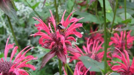 Un intrigante orto-giardino d'alta quota