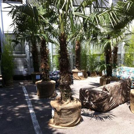 Hot Pitti: Survivor, altro che giungla! 1005717_559227667449051_1161466136_n