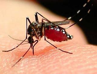 I metodi migliori per difendersi dalle zanzare