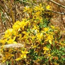 fiore di iperico eleonora redazione@mediterranews.org