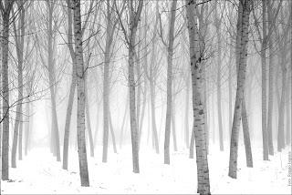 Divagazioni su alberi e selvatici