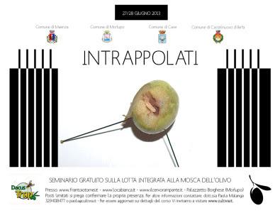 INTRAPPOLATI: seminario gratuito sulla lotta integrata alla mosca dell’olivo.