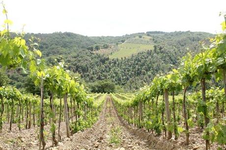 Fattoria dei Barbi_viaggiandovaldi