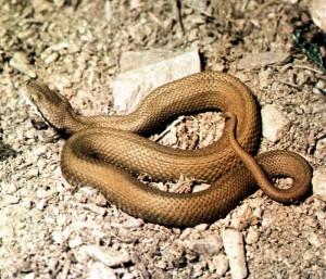 La vipera: unico serpente velenoso presente in Italia