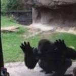 Gorilla spaventa bambini allo zoo di Dallas (Video)