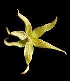 ylang_ylang_