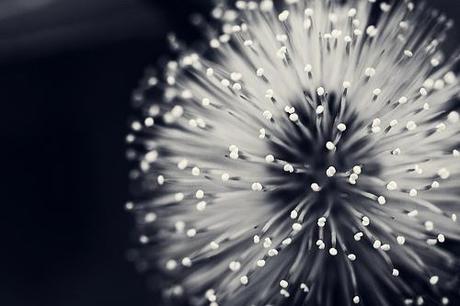 Black & White Flower Pattern by VinothChandar, on Flickr