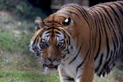 Firma la petizione per salvare la tigre Samir
