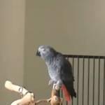 Ollie, il pappagallo che fischietta le canzoni dei Monty Python (Video)