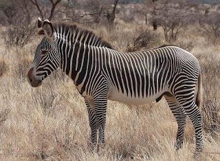 La Zebra di Grevy, l'unica specie di zebra in pericolo