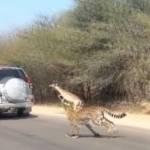 Gazzella salta in macchina per fuggire a due ghepardi (Video)