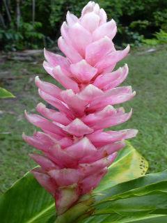 Alpinia purpurata Alpinia purpurata
